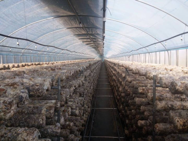 home mushroom growing download free home mushroom growing download free