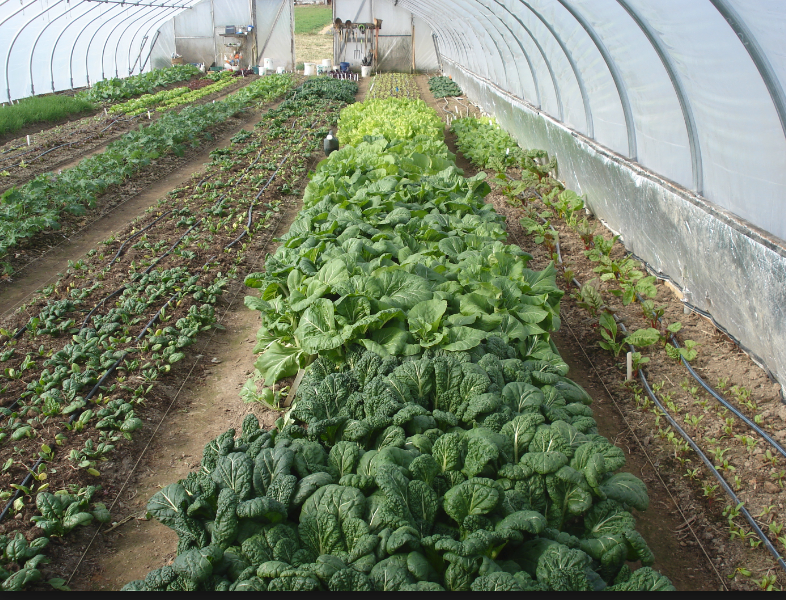 tunnel house with veggies3